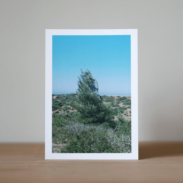 Photo Postcard 2