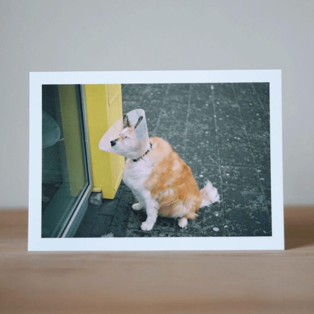 Photo Postcard Set